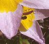 Tulipa saxatilis subsp. bakeri 'Lilac Wonder', flowers