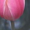 Tulipa 'Blushing Beauty', flowers