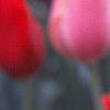 Tulipa 'Blushing Beauty', flowers