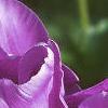 Tulipa 'Blue Parrot', flowers