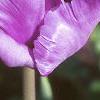 Tulipa 'Blue Parrot', flowers