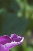 Tulipa 'Blue Parrot', flowers