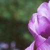 Tulipa 'Blue Parrot', flowers