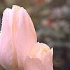 Tulipa 'Candy Club', flowers