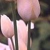 Tulipa 'Candy Club', flowers