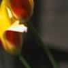 Tulipa clusiana, flowers