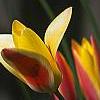 Tulipa clusiana, flowers