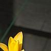 Tulipa clusiana, flowers
