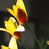 Tulipa clusiana, flowers