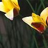 Tulipa clusiana, flowers