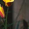 Tulipa clusiana, flowers