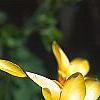 Tulipa clusiana, flowers