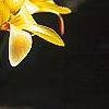 Tulipa clusiana, flowers