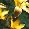 Tulipa clusiana, flowers