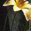 Tulipa clusiana, flowers
