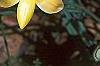 Tulipa clusiana, flowers