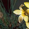 Tulipa clusiana, flowers