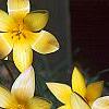 Tulipa clusiana, flowers
