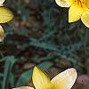 Tulipa clusiana, flowers
