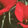 Tulipa fosteriana 'Red Emperor', flowers