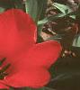 Tulipa fosteriana 'Red Emperor', flowers