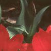 Tulipa fosteriana 'Red Emperor', flowers