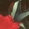 Tulipa fosteriana 'Red Emperor', flowers