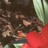 Tulipa fosteriana 'Red Emperor', flowers