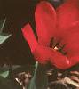 Tulipa fosteriana 'Red Emperor', flowers