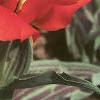 Tulipa greigii 'Red Riding Hood', habit