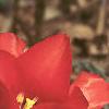 Tulipa greigii 'Red Riding Hood', habit