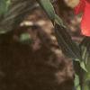 Tulipa greigii 'Red Riding Hood', habit