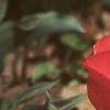 Tulipa greigii 'Red Riding Hood', habit
