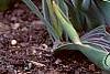 Tulipa greigii 'Red Riding Hood', flowers