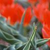 Tulipa greigii 'Red Riding Hood', flowers