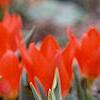 Tulipa greigii 'Red Riding Hood', flowers