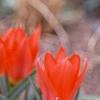 Tulipa greigii 'Red Riding Hood', flowers