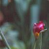 Tulipa humilis Violacea Group, yellow base, habit