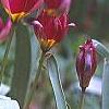 Tulipa humilis Violacea Group, yellow base, habit