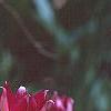Tulipa humilis Violacea Group, yellow base, habit