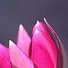 Tulipa humilis Violacea Group, yellow base, flowers