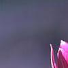 Tulipa humilis Violacea Group, yellow base, flowers