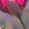 Tulipa humilis Violacea Group, yellow base, flowers