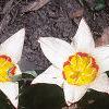 Tulipa kaufmanniana 'Ancilla', habit