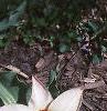 Tulipa kaufmanniana 'Ancilla', habit