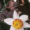 Tulipa kaufmanniana 'Ancilla', habit
