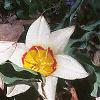 Tulipa kaufmanniana 'Ancilla', habit