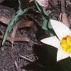 Tulipa kaufmanniana 'Ancilla', habit