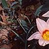 Tulipa kaufmanniana 'Ancilla', habit