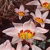Tulipa kaufmanniana 'Ancilla', habit